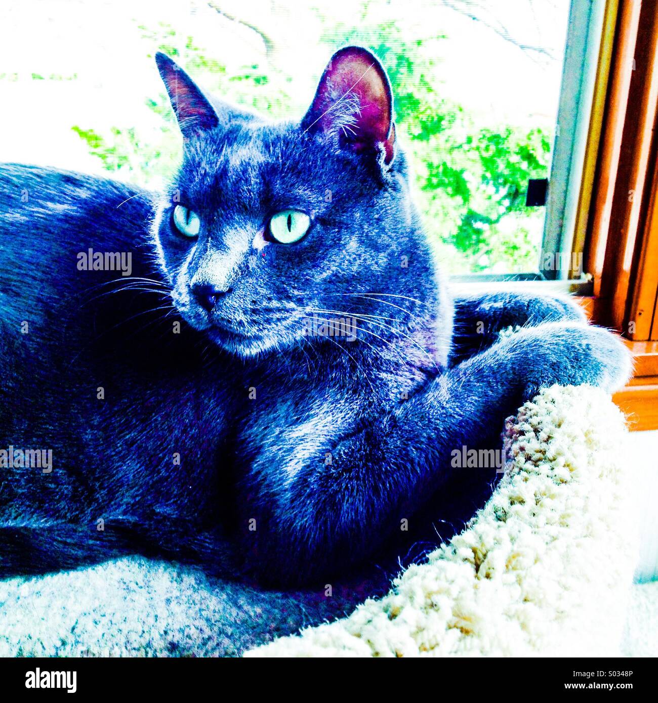 Chat tigré gris se reposer près de la fenêtre. Banque D'Images