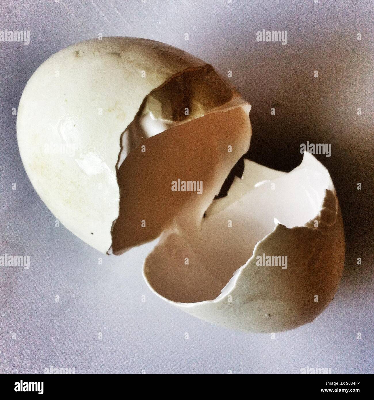 Coquille d’oeuf d’oie Banque D'Images