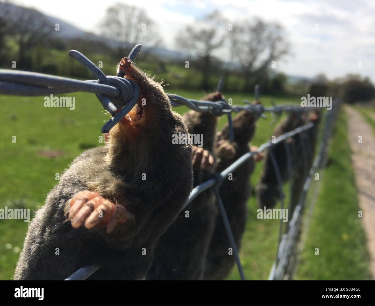 La mole catcher carte d'appel. (Mole catchers raccrochez le dead miles de prouver qu'ils ont fait leur travail) Banque D'Images