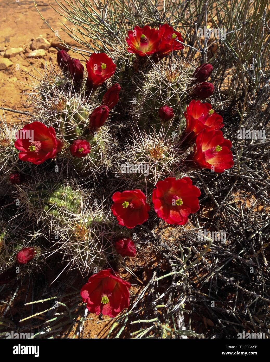 Claret Cup Cactus en fleur, de l'Utah Banque D'Images