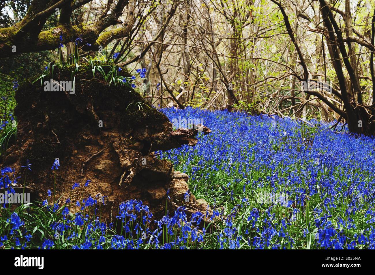 Bluebells sur et autour d'un arbre tombé dans le Kent. Banque D'Images