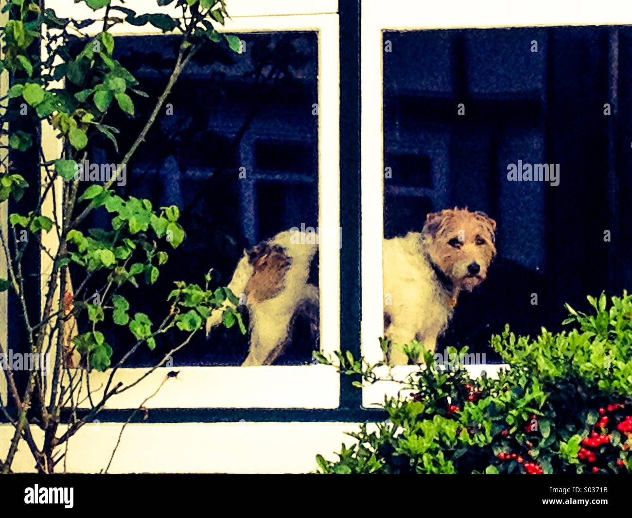 Chien en attente de son propriétaire dans la fenêtre Banque D'Images