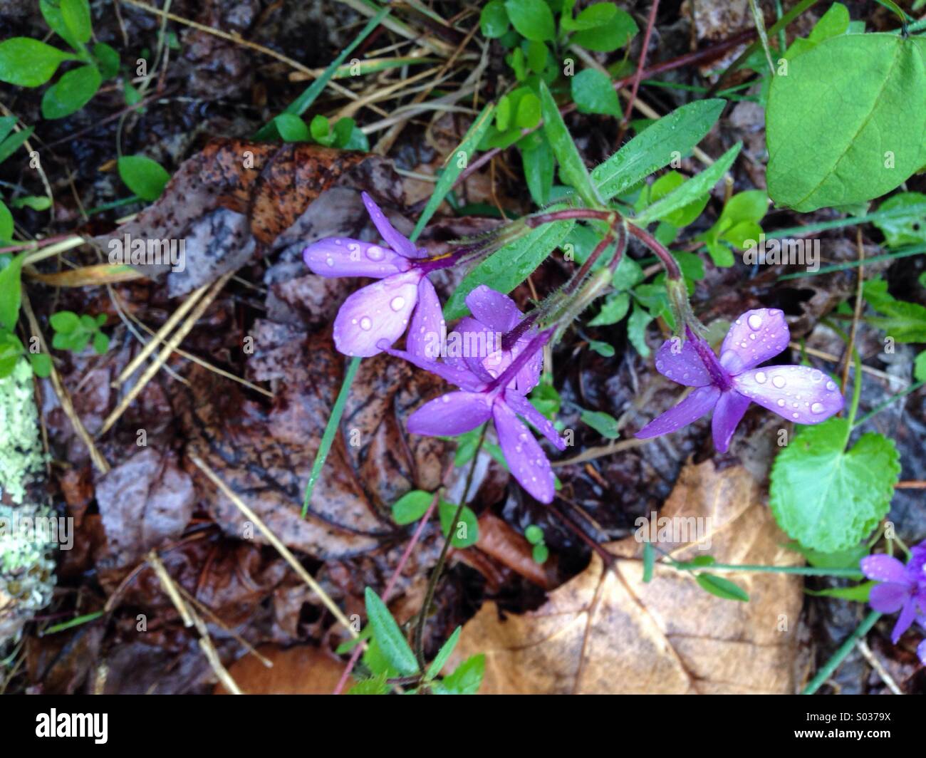 Phlox, Great Smoky Mountains NP, North Carolina Banque D'Images