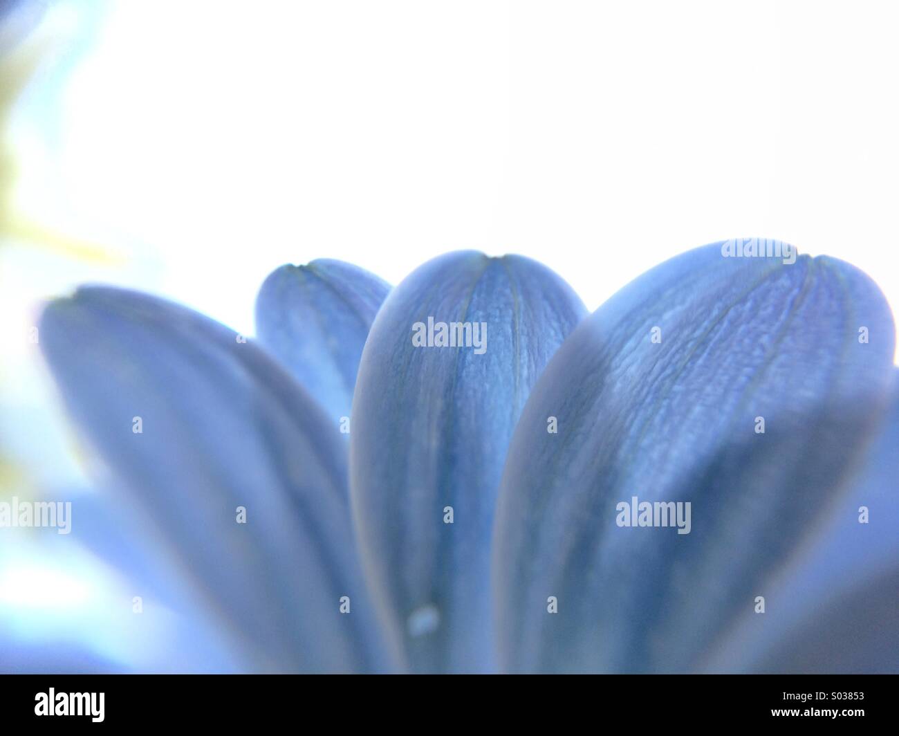 Des pétales bleu macro d'une fleur Osteospermum. Banque D'Images