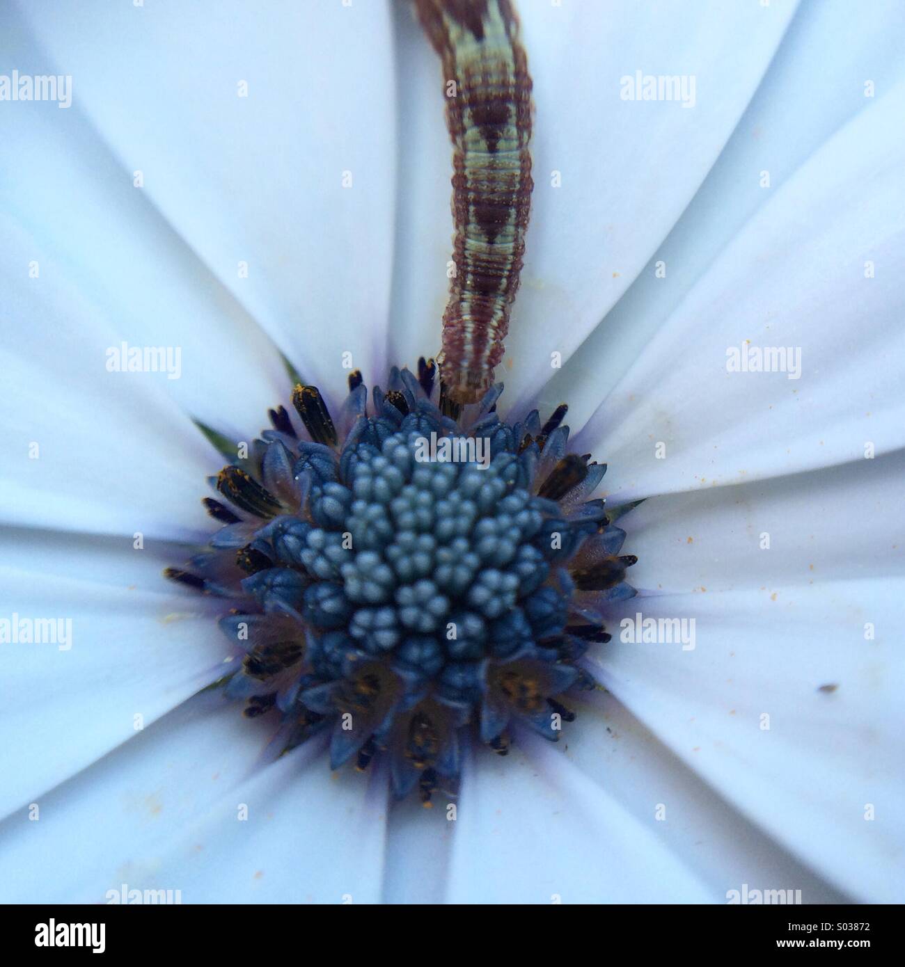 Macro d'un ver sur un centre bleu fleur Osteospermum. Banque D'Images