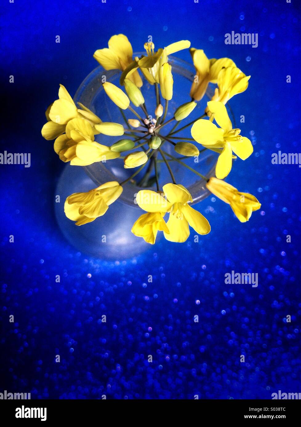 Fleurs jaunes dans un vase en verre sur un fond bleu Banque D'Images
