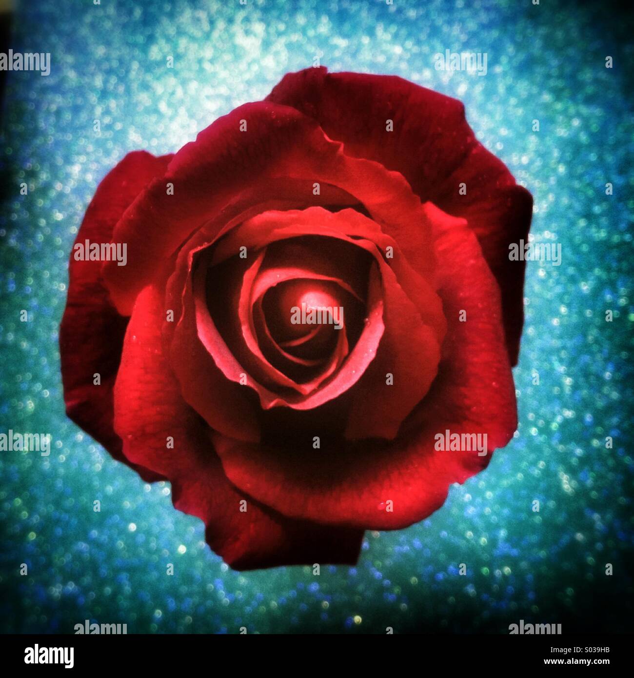 Rose rouge - Image de stock capturée avec un smartphone