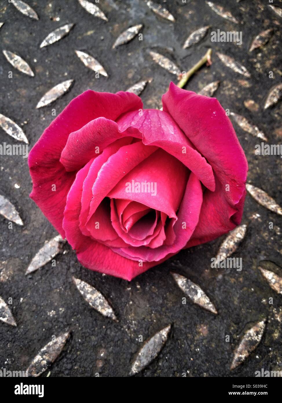 Rose sur toile industrielle - Image de stock capturée avec un smartphone