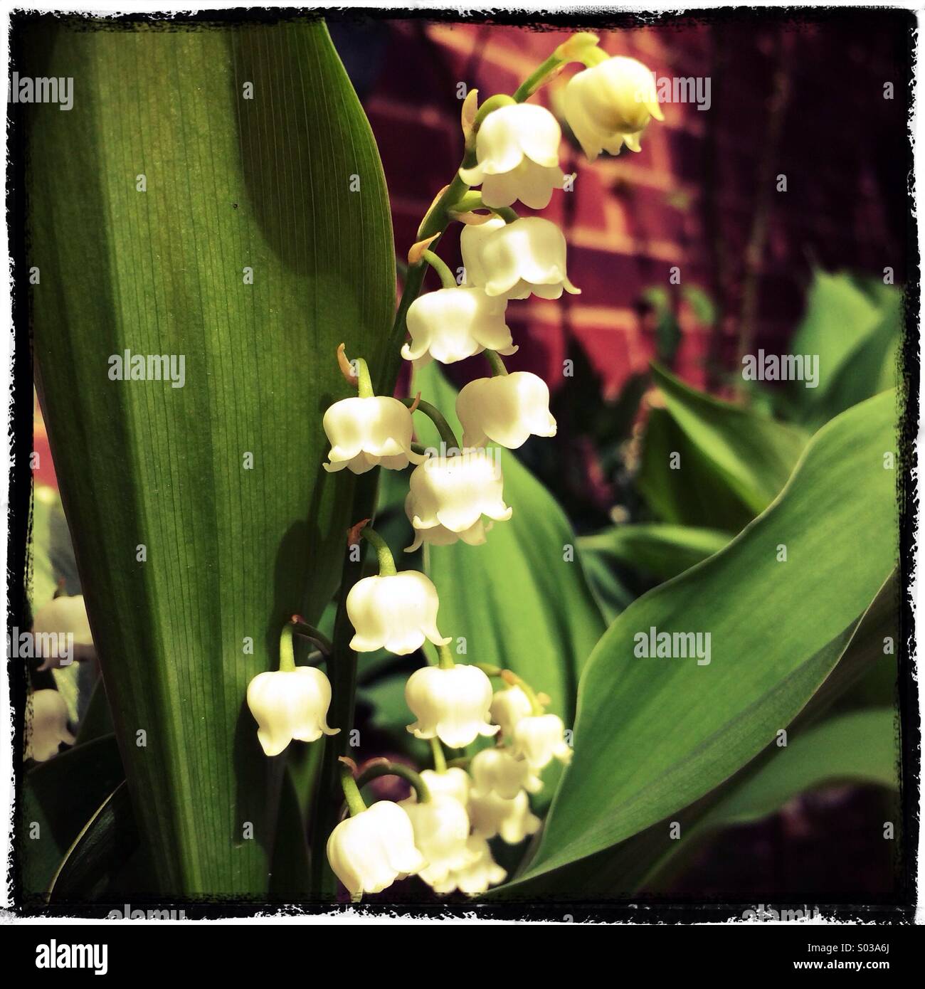 Lis de la Vallée des fleurs dans un jardin FRANCE Banque D'Images