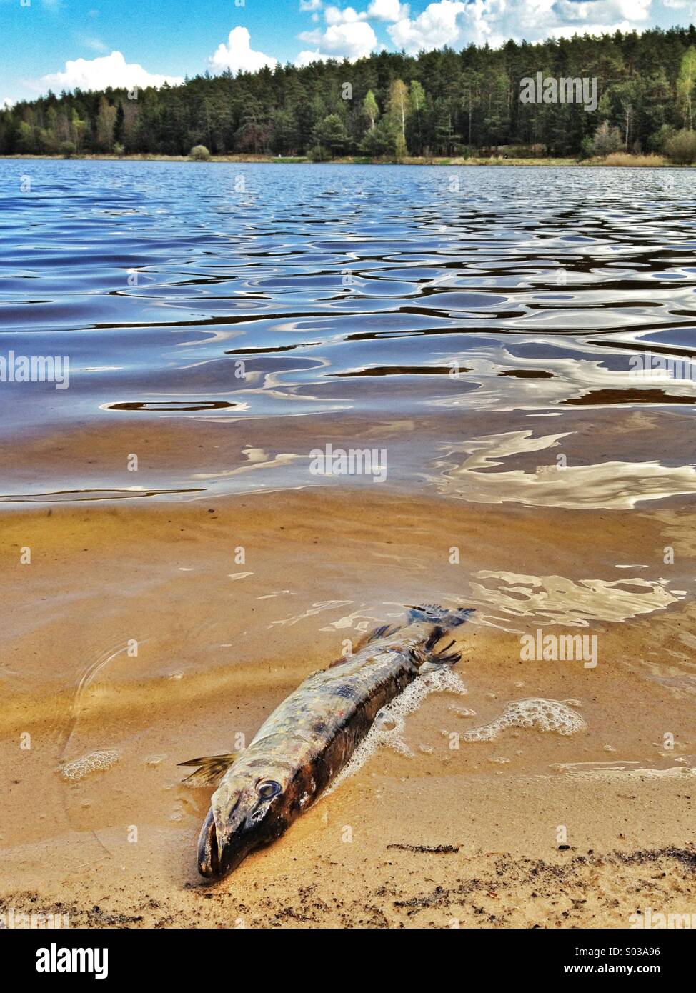 Les poissons morts au bord du lac Banque D'Images