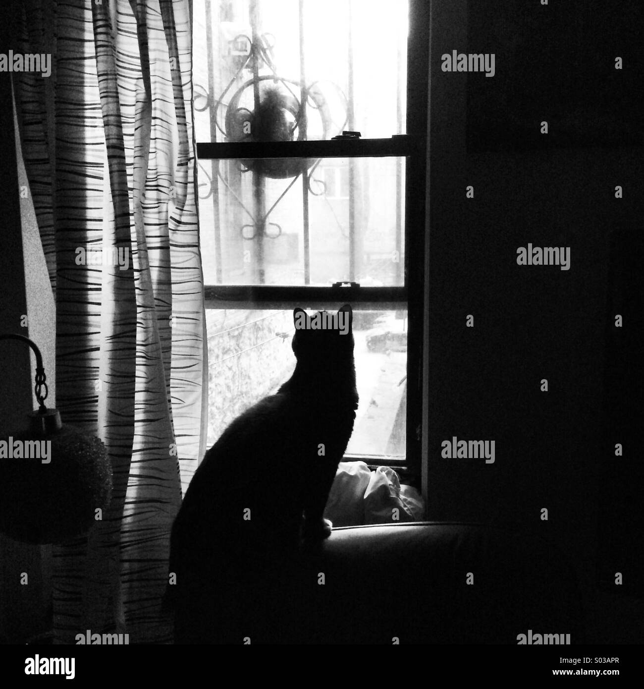 Un chat regarde un écureuil dans une mangeoire. Banque D'Images
