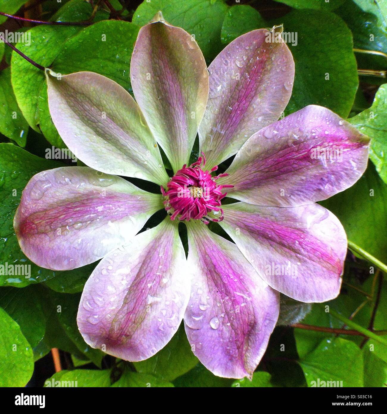 Fleur de clématite Banque D'Images