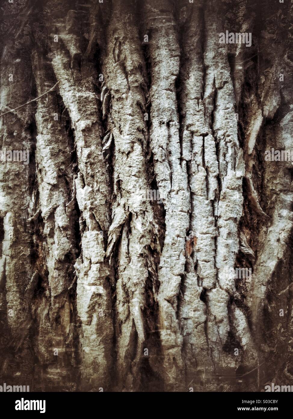 Détail de l'écorce très rugueuse sur tree Banque D'Images