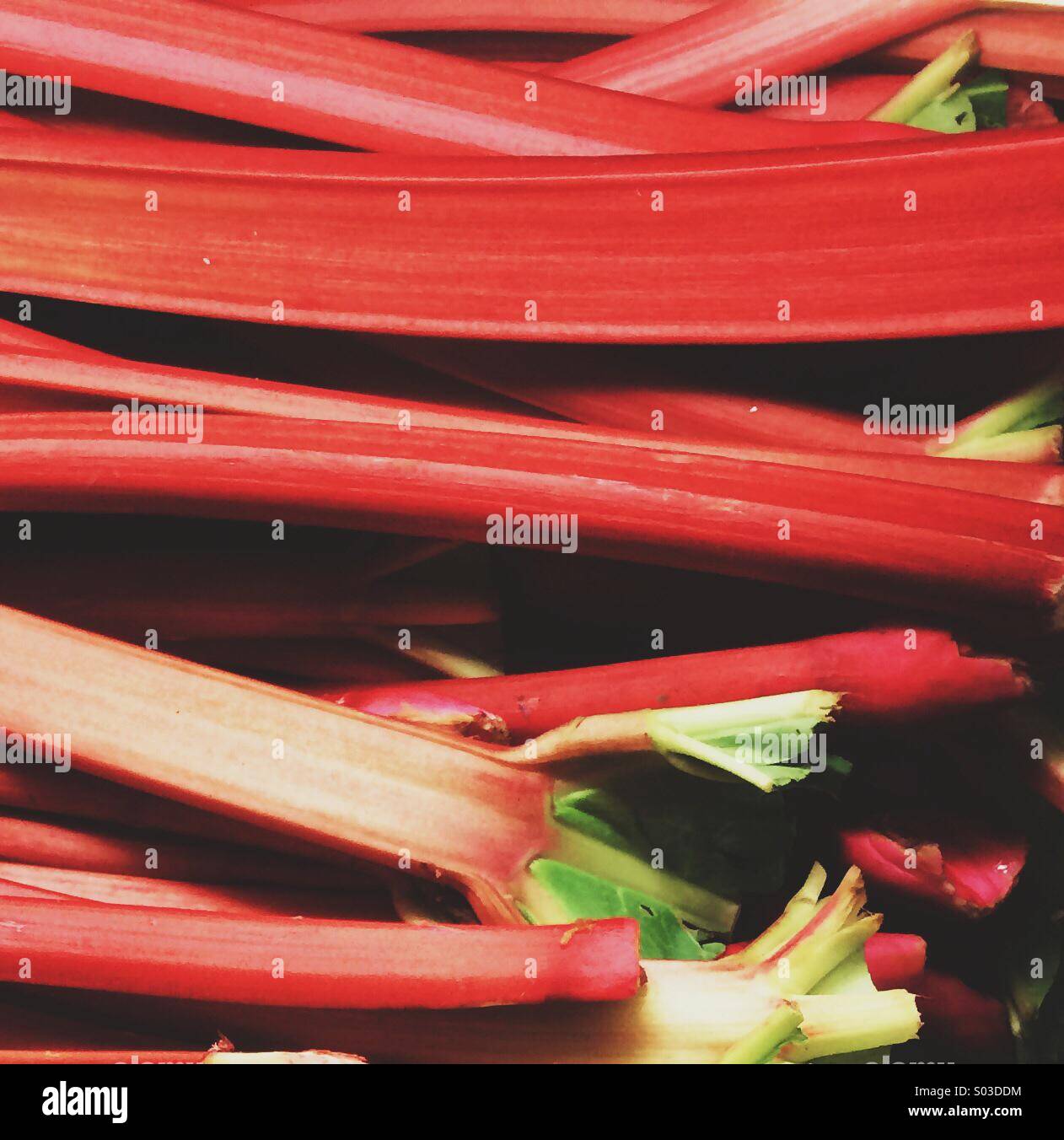 La rhubarbe en saison. Banque D'Images