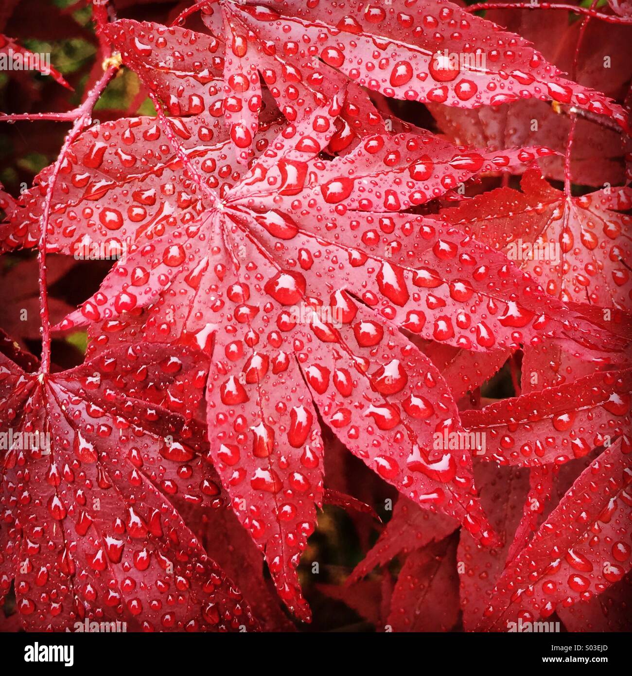 Érables japonais rouge dans la pluie, de l'Oregon Banque D'Images