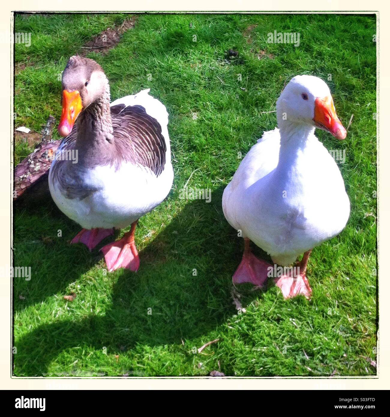 Les oies de basse-cour sur l'herbe - Image de stock capturée avec un smartphone