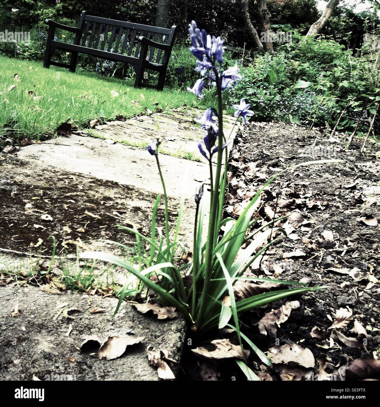 Une seule plante en fleurs près de bluebell un chemin de jardin Banque D'Images