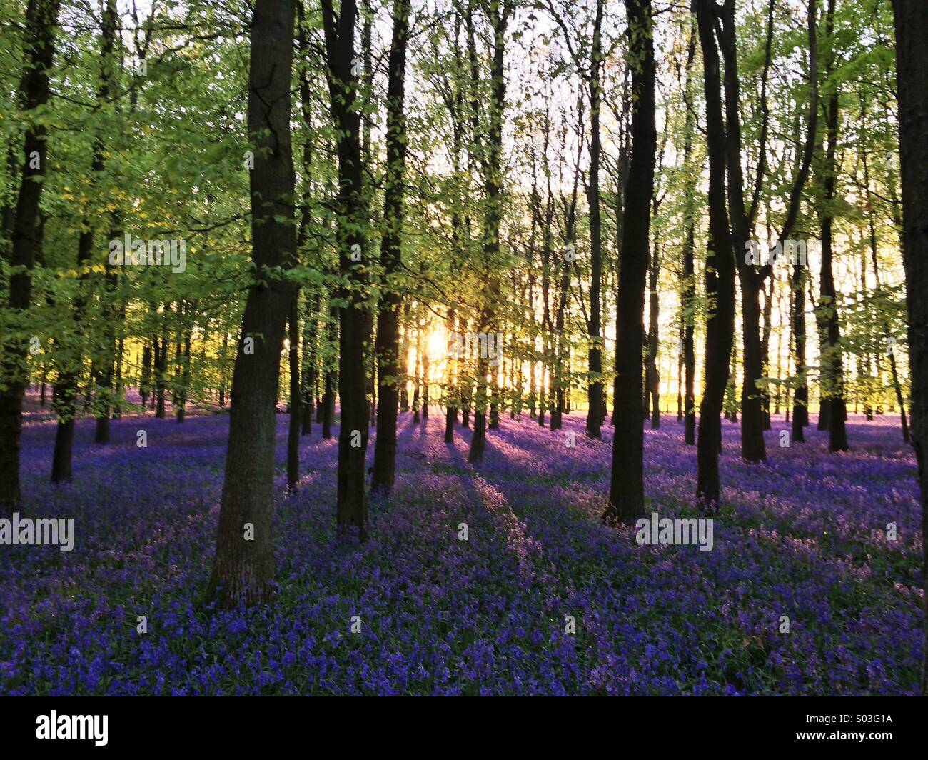 Bluebells au coucher du soleil à Dockey bois sur le Ashridge Estate dans le Hertfordshire, Royaume-Uni. Banque D'Images
