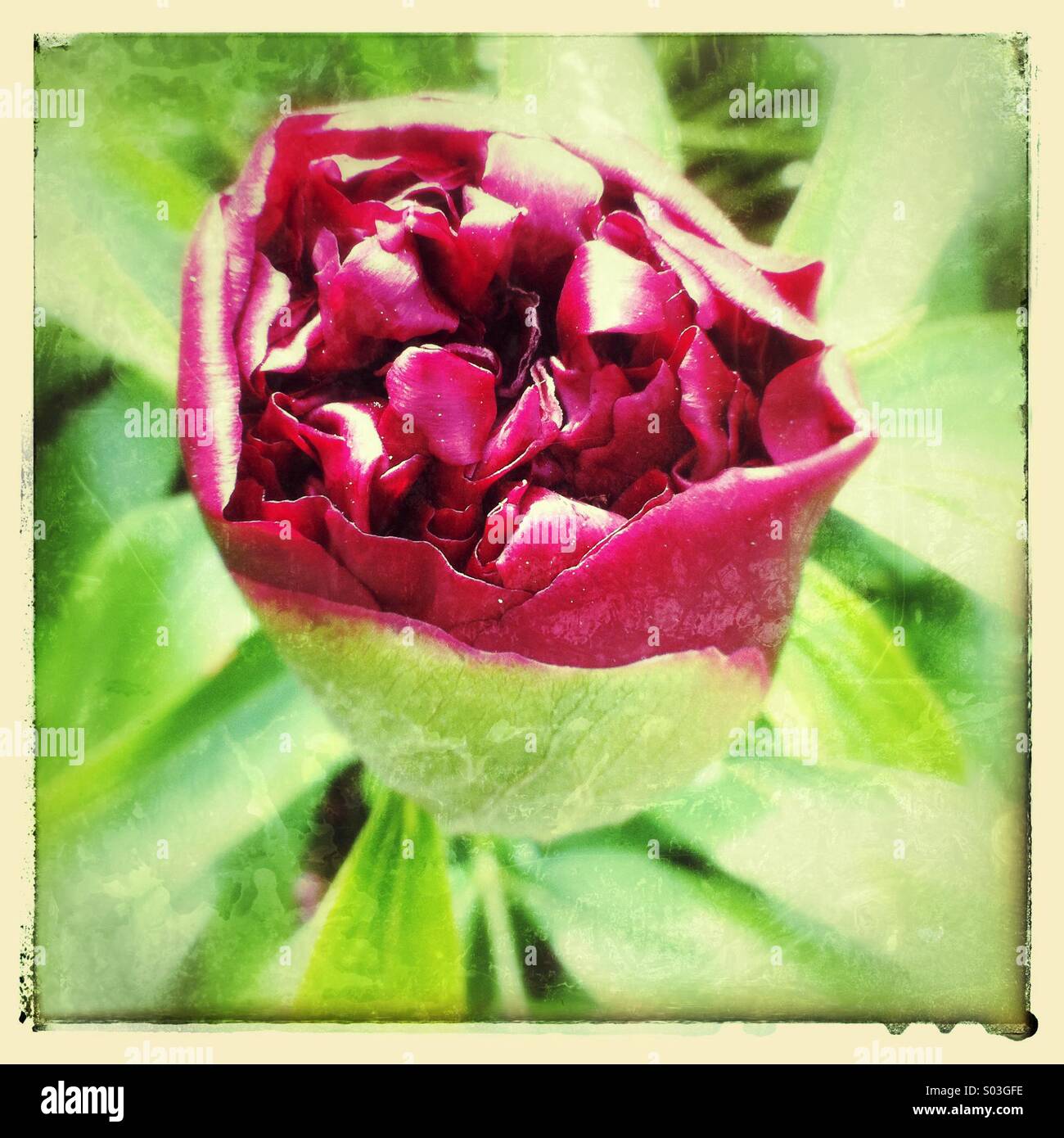 L'ouverture des bourgeons de fleurs de pivoine - Image de stock capturée avec un smartphone