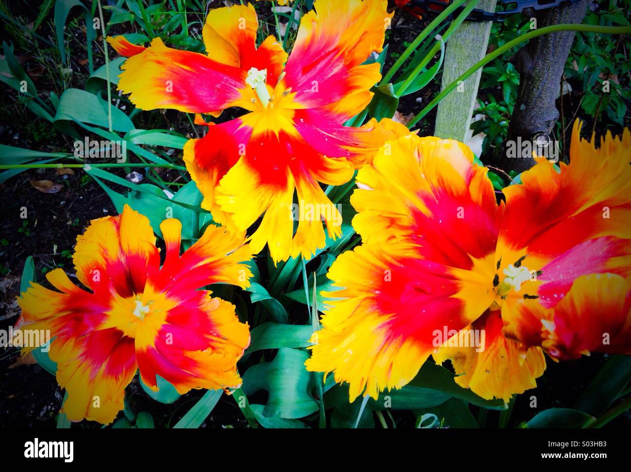 Trois tulipes perroquet jaune et rouge Banque D'Images