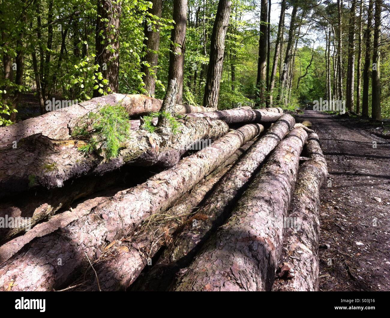 Mélèze malades en attente de collection par spécialiste en bois malades Banque D'Images