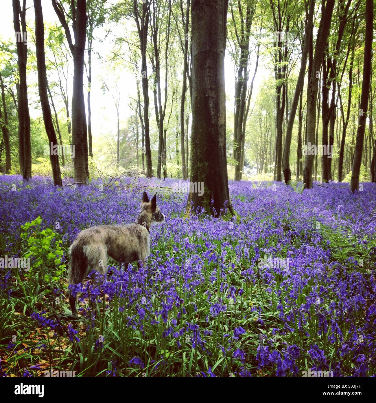 Bluebell woods, Micheldever, Hampshire. Banque D'Images