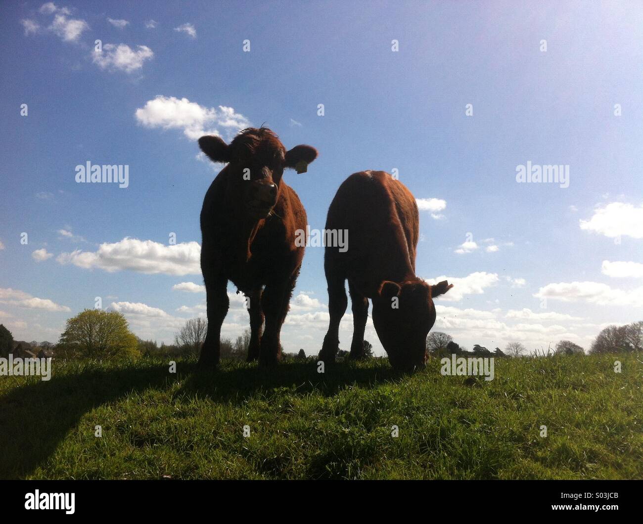 Bulls le pâturage dans un champ à Fairford, Gloucestershire, Angleterre, Royaume-Uni. - Image de stock capturée avec un smartphone