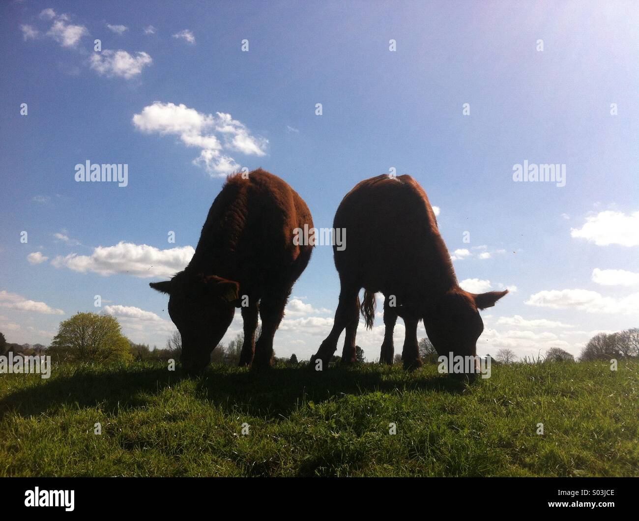 Deux taureaux paître dans un champ à Fairford, Gloucestershire, Angleterre, Royaume-Uni. - Image de stock capturée avec un smartphone