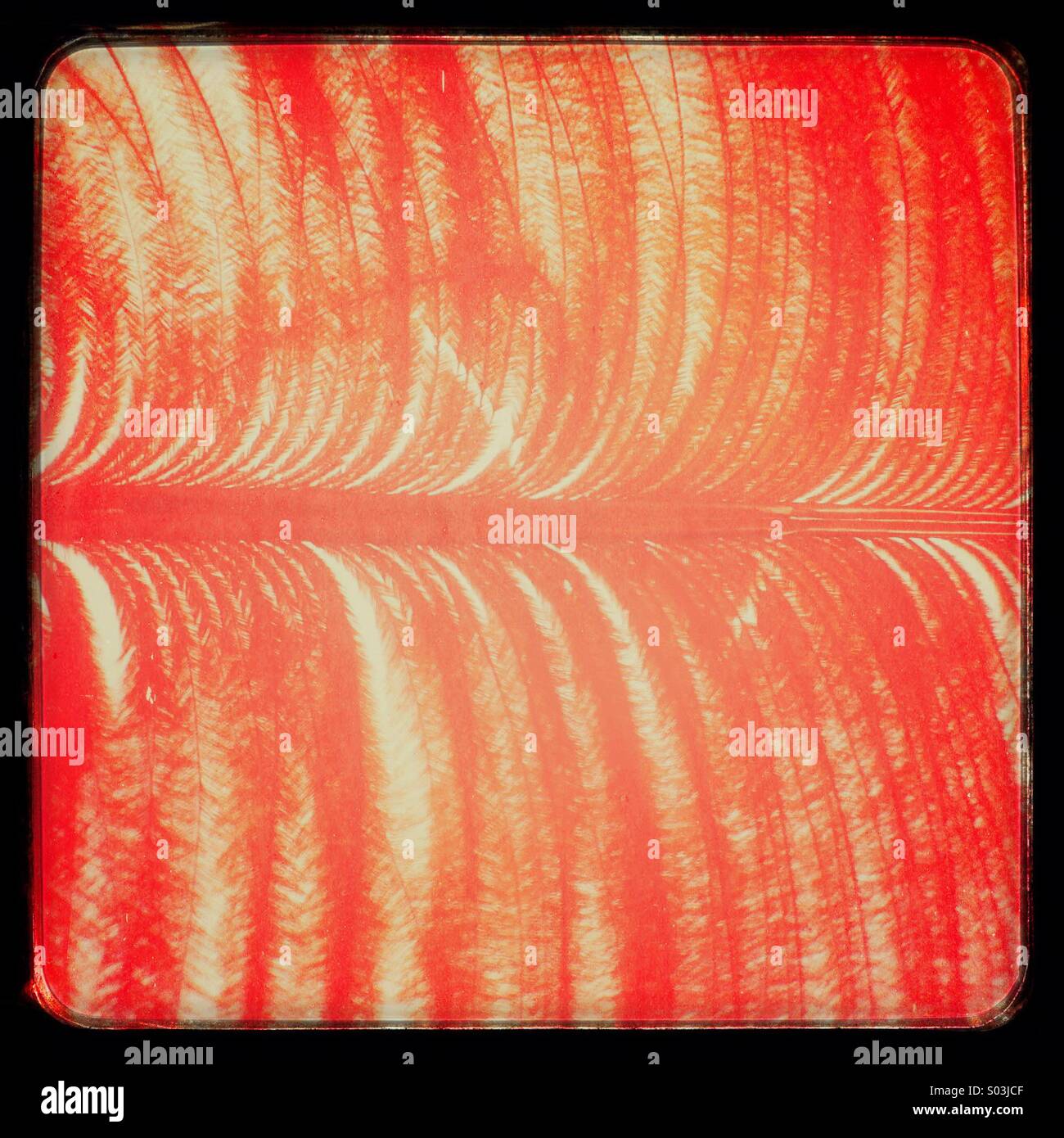 Plume rouge Banque D'Images