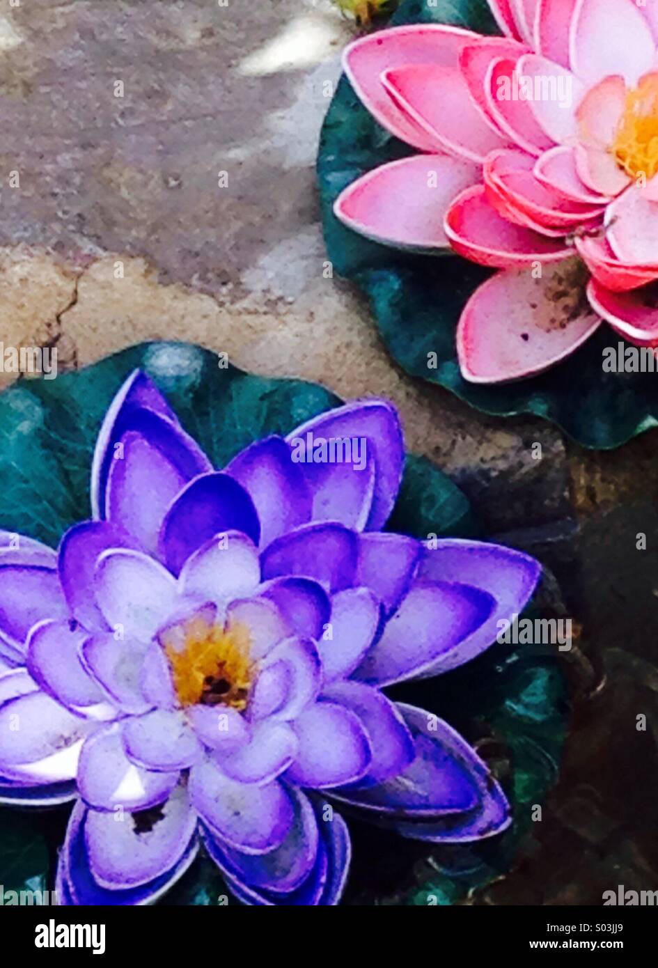 Lillies d'eau en plastique violet et rose sur un étang de rose et de fleurs violettes Banque D'Images