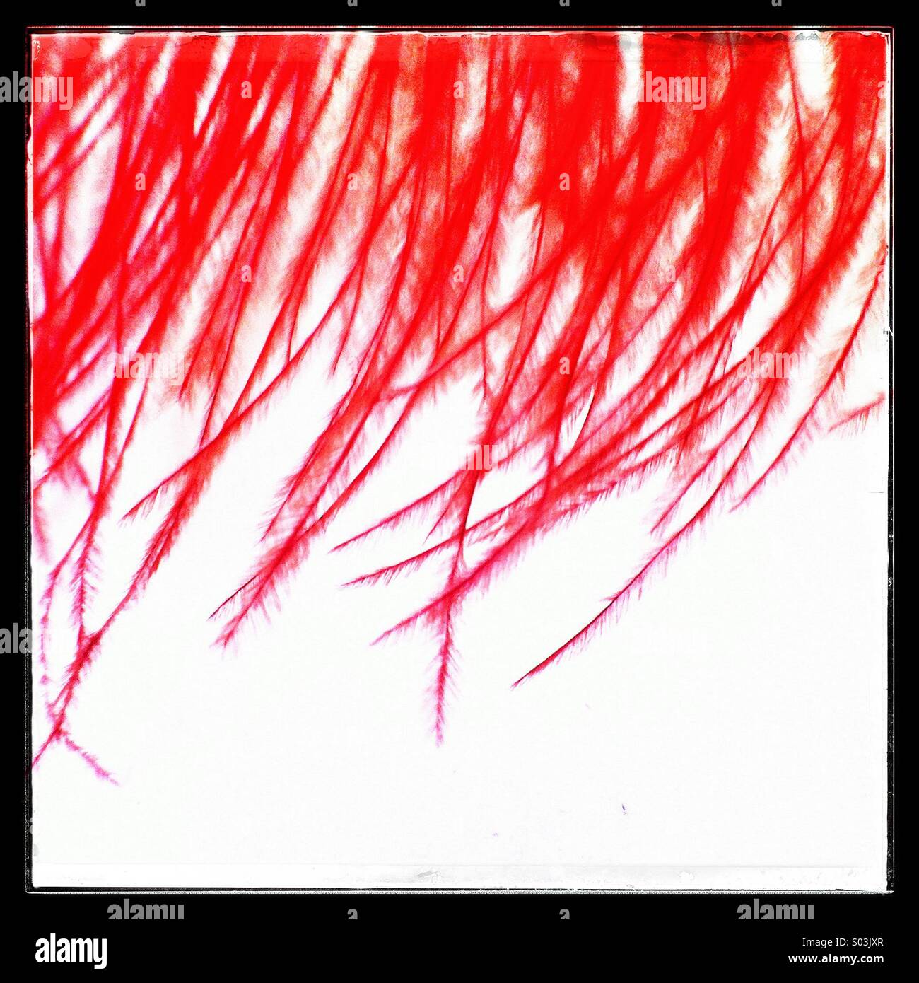 Plumes d'autruche teintes en rouge Banque D'Images