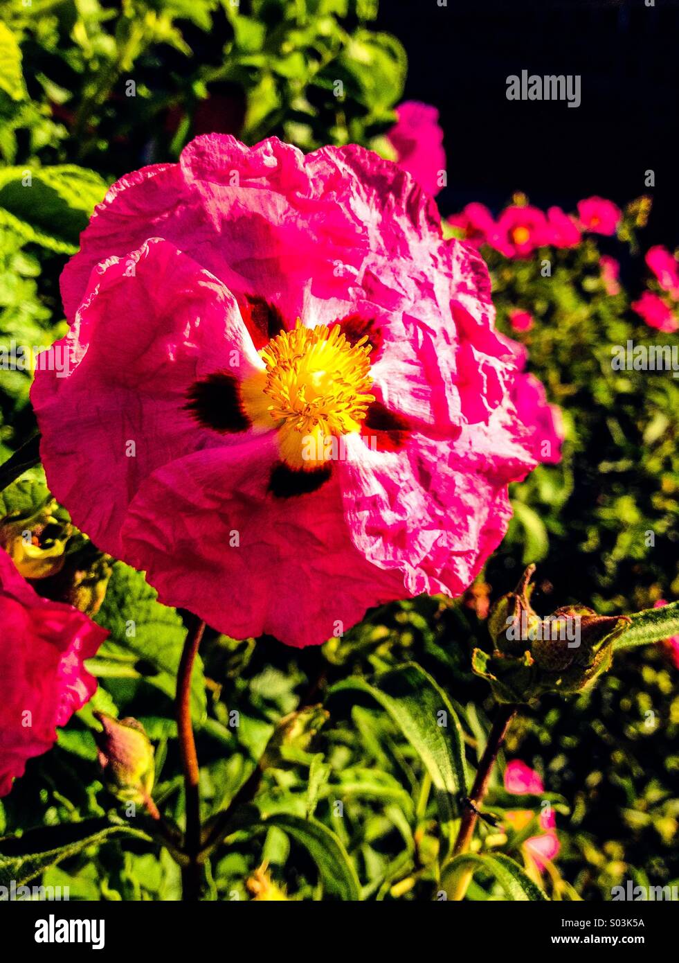 Fleur de printemps au soleil Banque D'Images