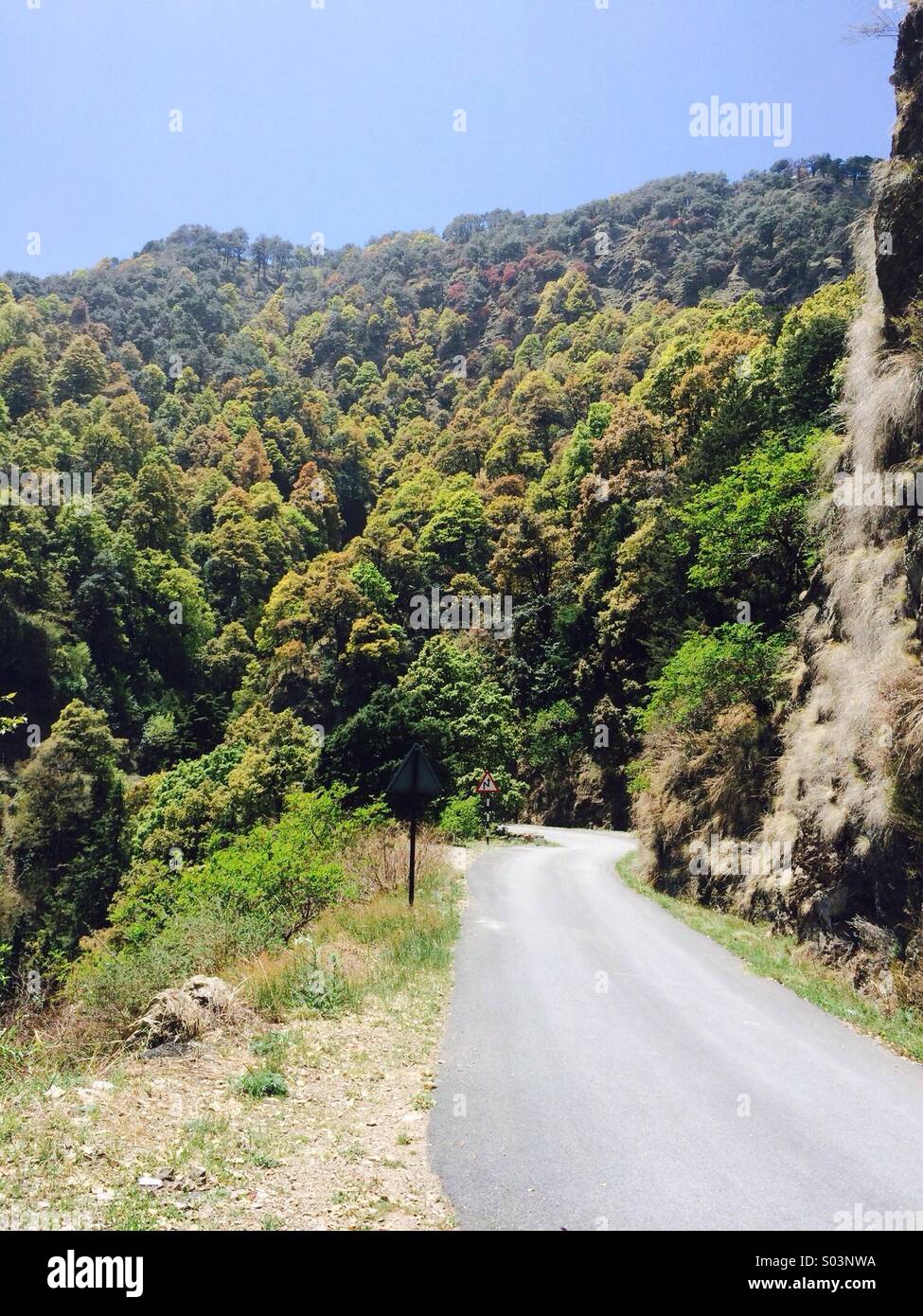 Route forestière dans l'Himalaya Indien Banque D'Images