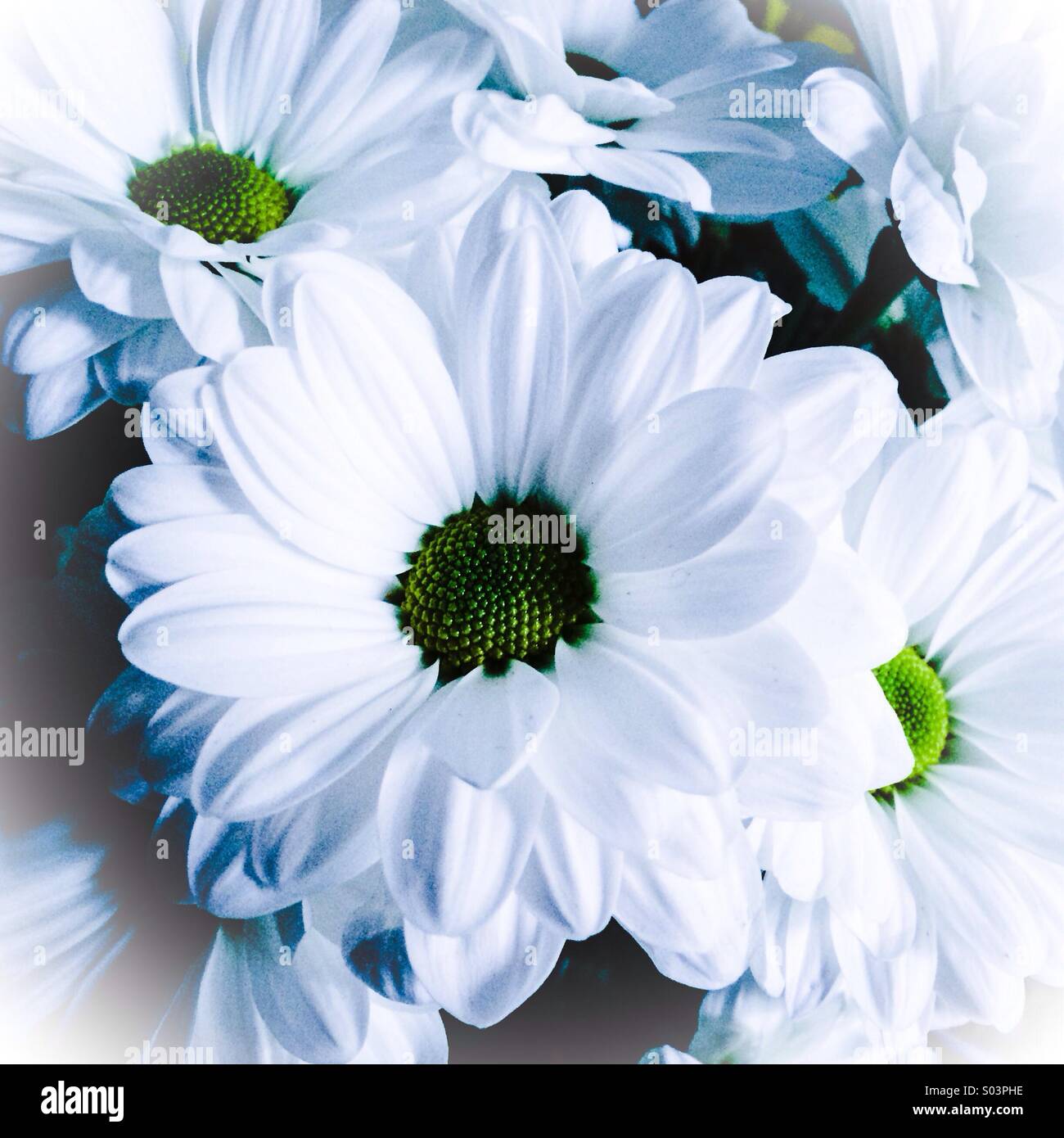 Des chrysanthèmes blancs Banque D'Images