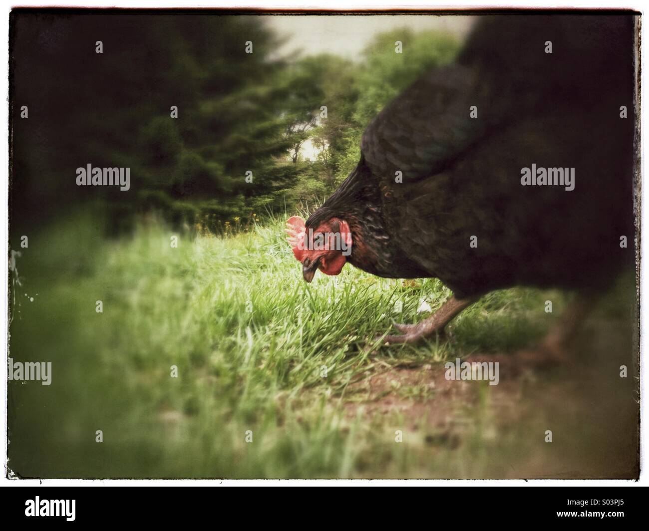 Vue rapprochée de poule poulet picorant le sol in grassy field Banque D'Images