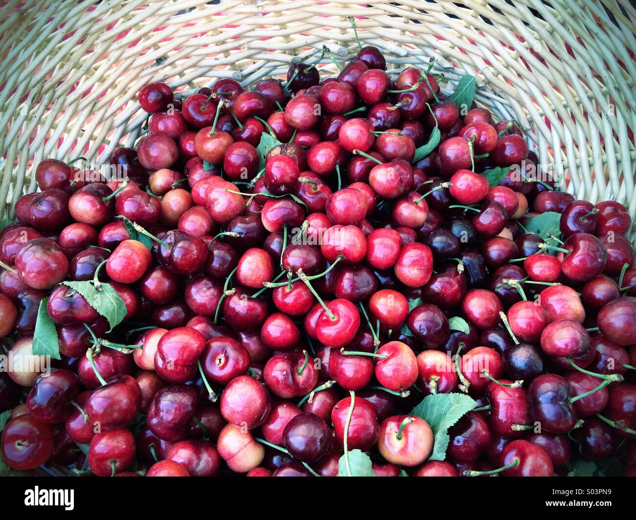 Cerises rouges doux bio - Image de stock capturée avec un smartphone