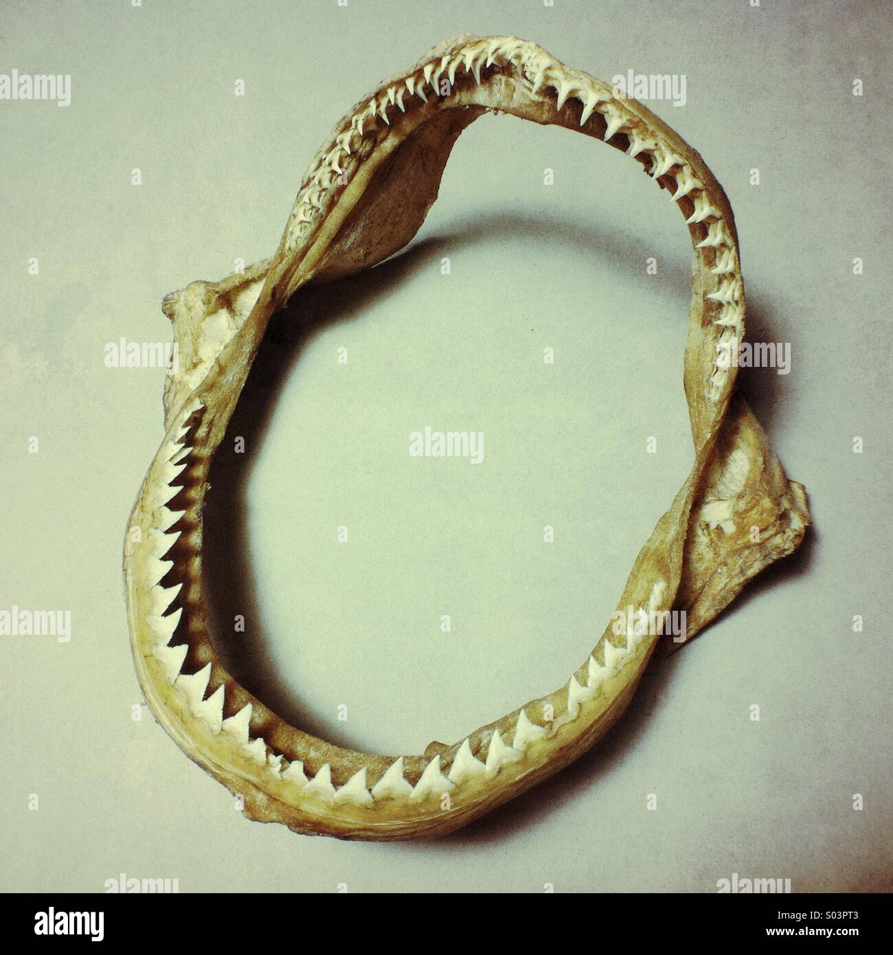 Mâchoires et dents de requins - Image de stock capturée avec un smartphone