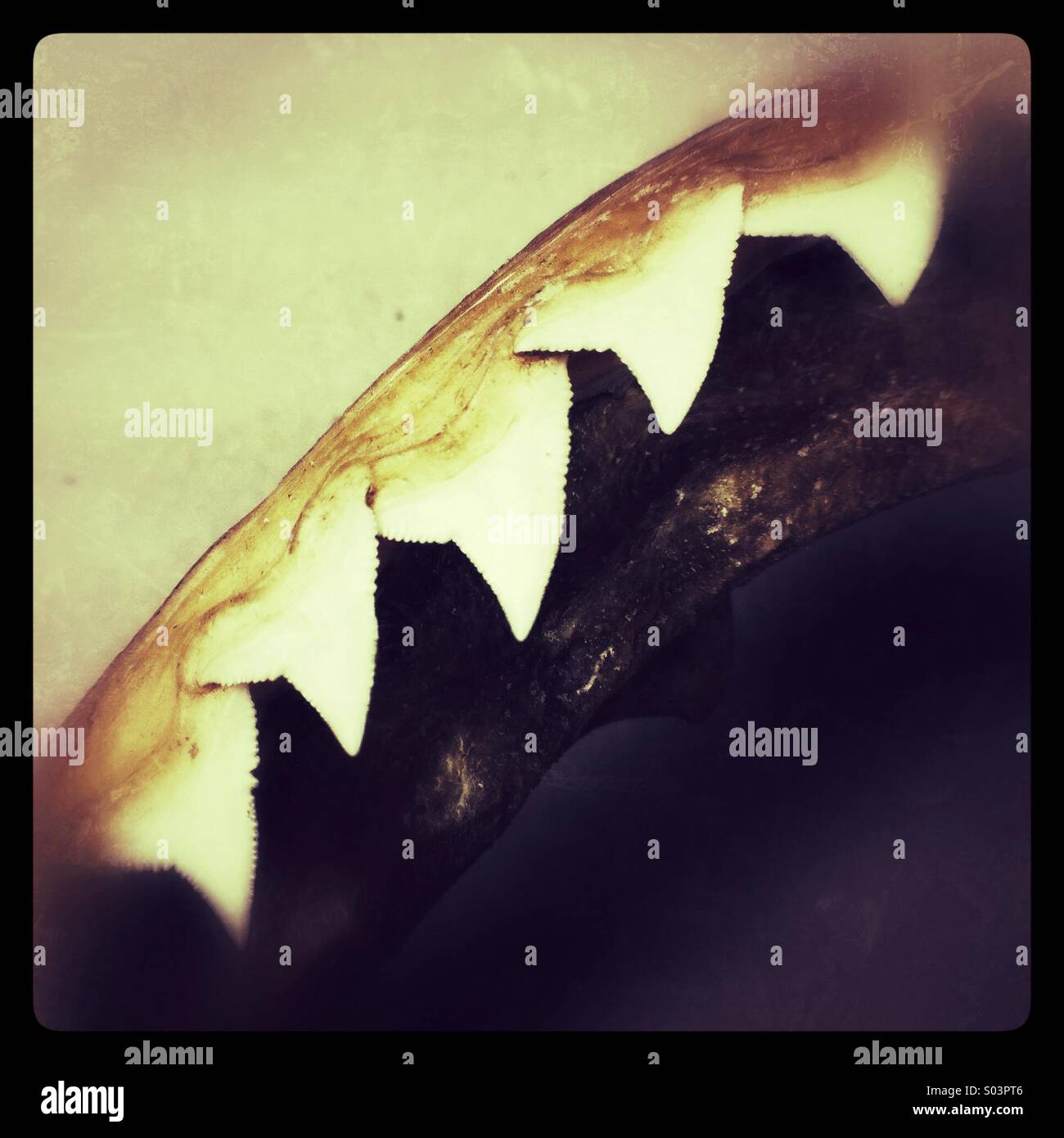 Rangée de dents de requins - Image de stock capturée avec un smartphone