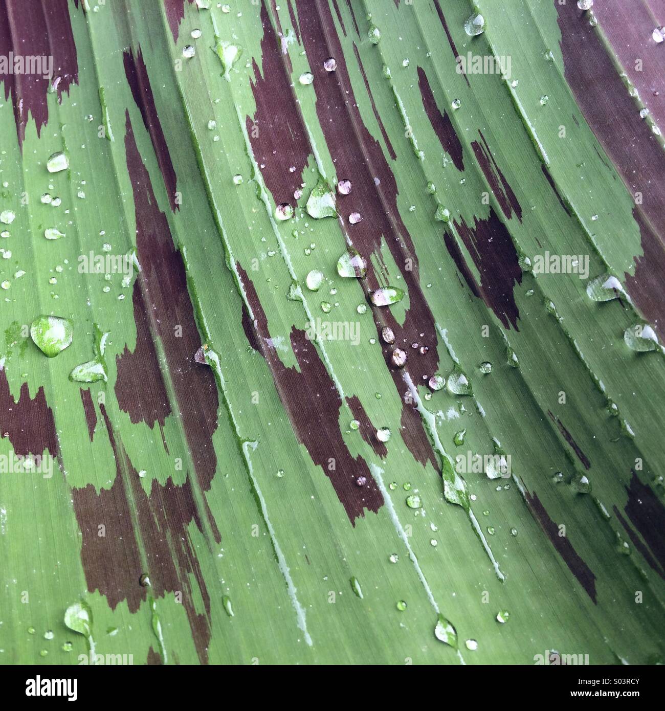 Gouttes de pluie sur une feuille de bananier Banque D'Images