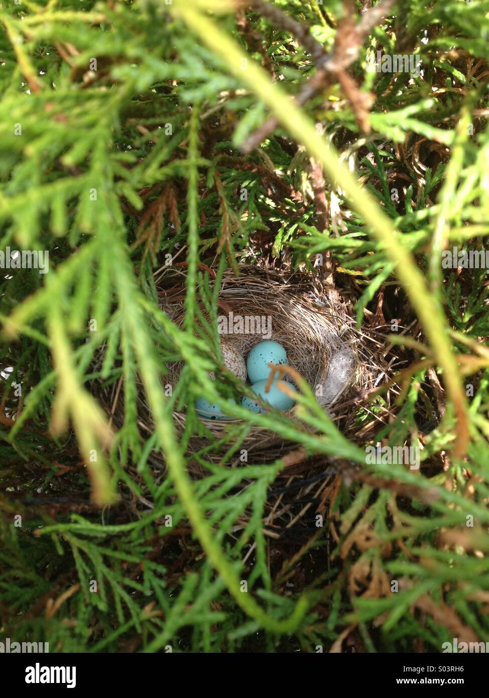 Œufs d’oiseaux - Image de stock capturée avec un smartphone