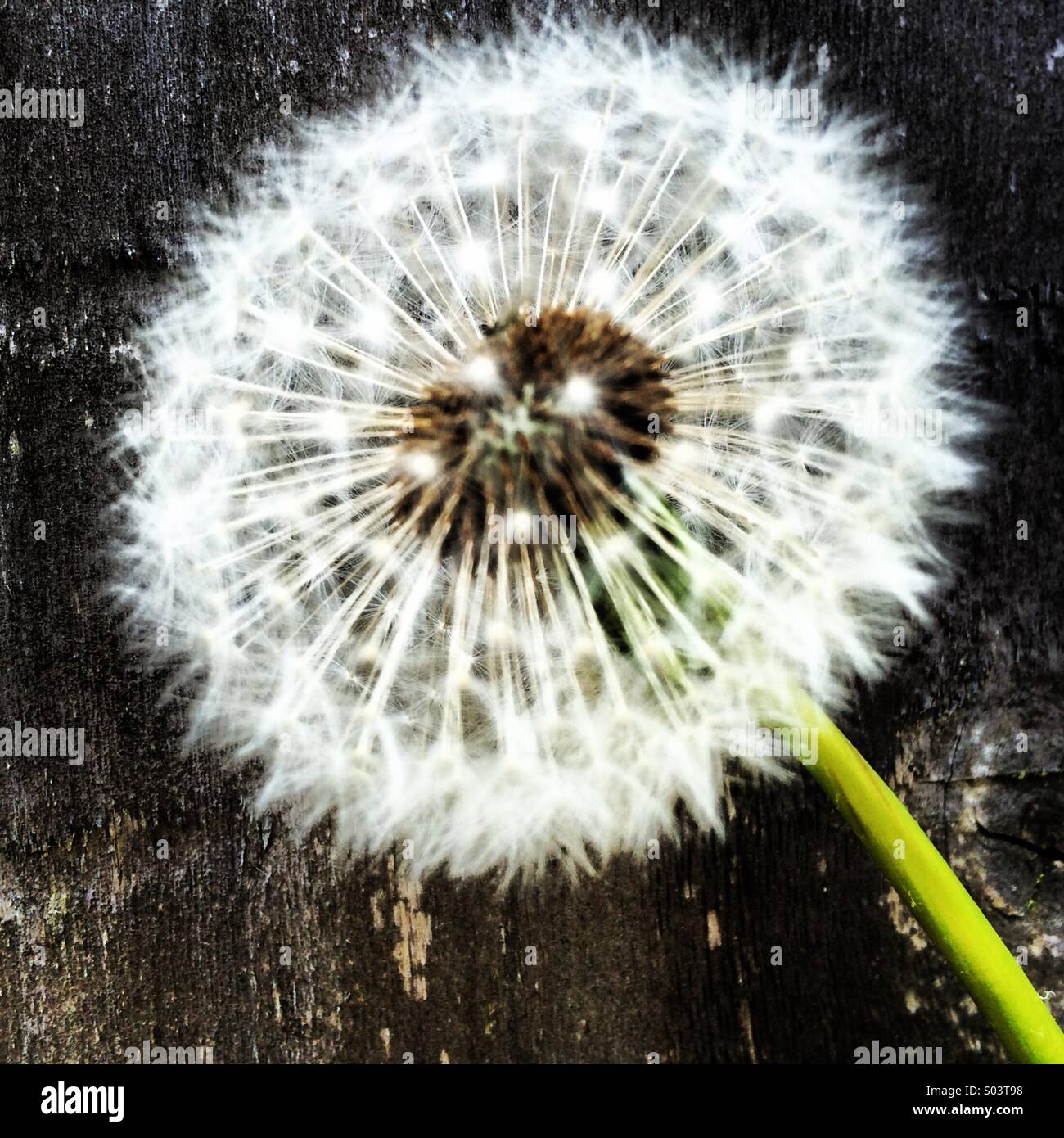 Close-up of a dandelion seed weed réveil tête. Banque D'Images