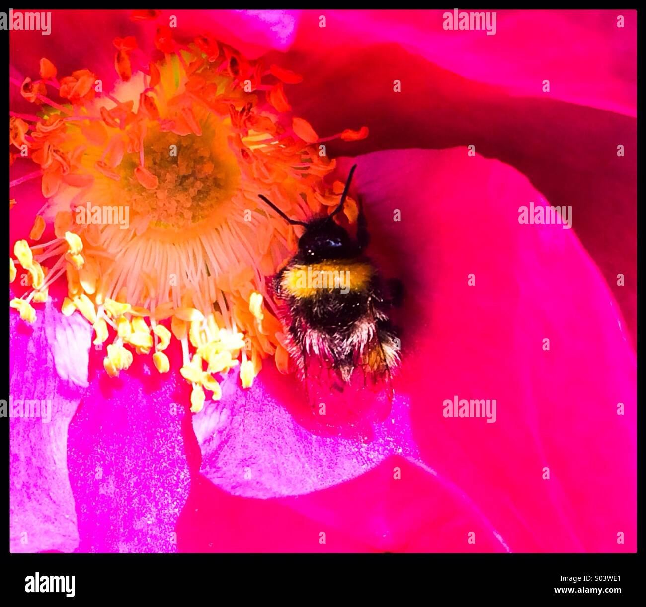 Bumble bee gathering pollen d'une rose Banque D'Images