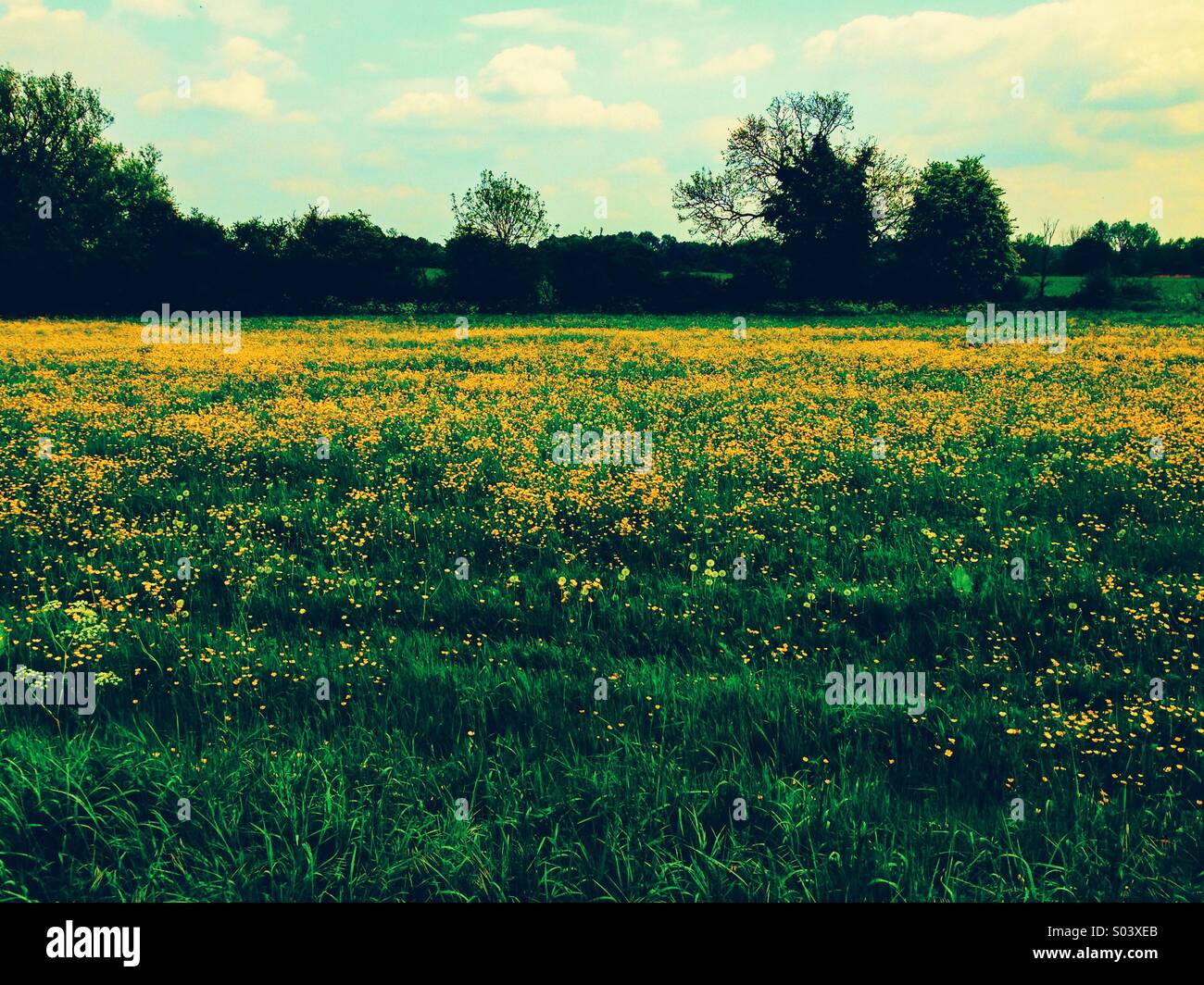 Prairie de fleurs jaunes Banque D'Images