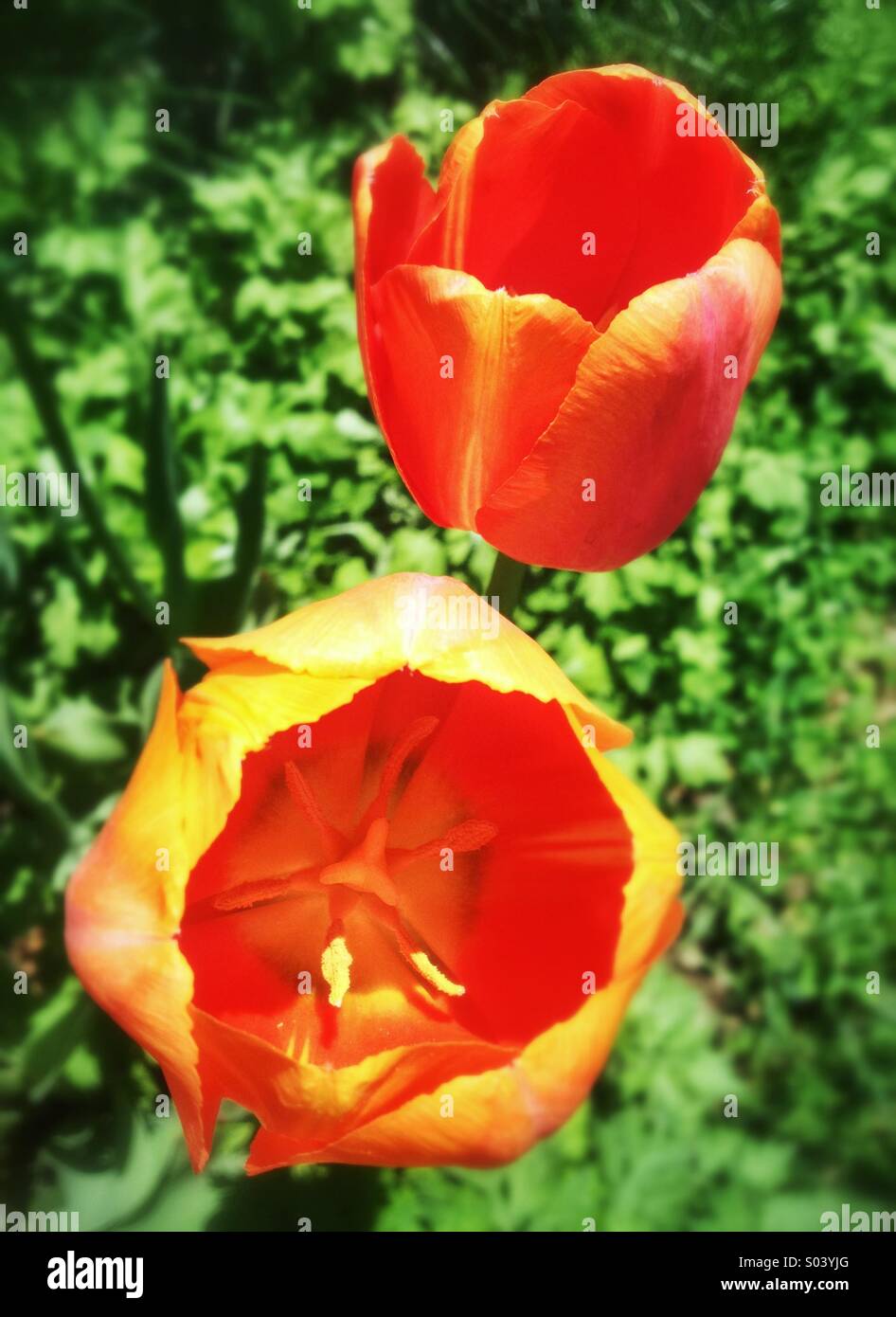 Close-up de deux tulipes orange dans le jardin Banque D'Images