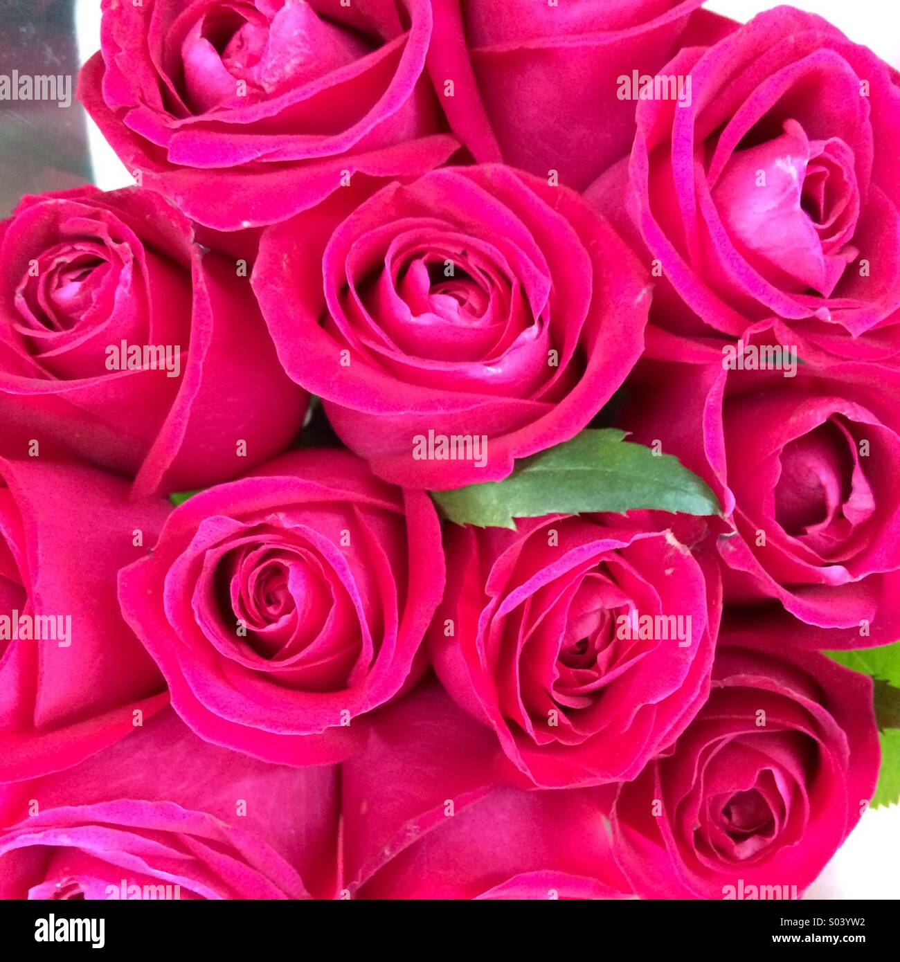 Les roses rouge violet Photo Stock - Alamy
