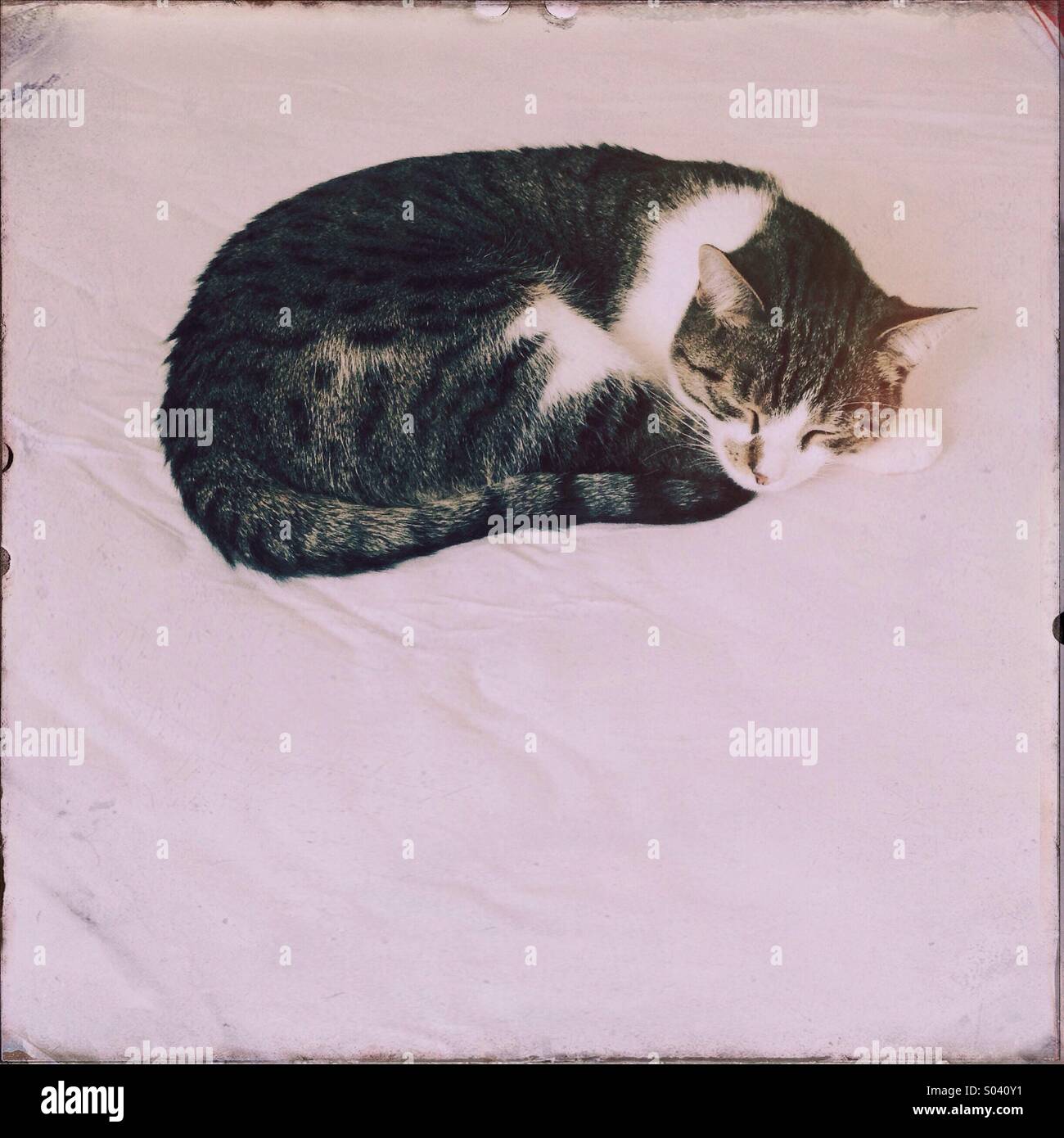 Un jeune chat est vu dormir sur un lit. Banque D'Images