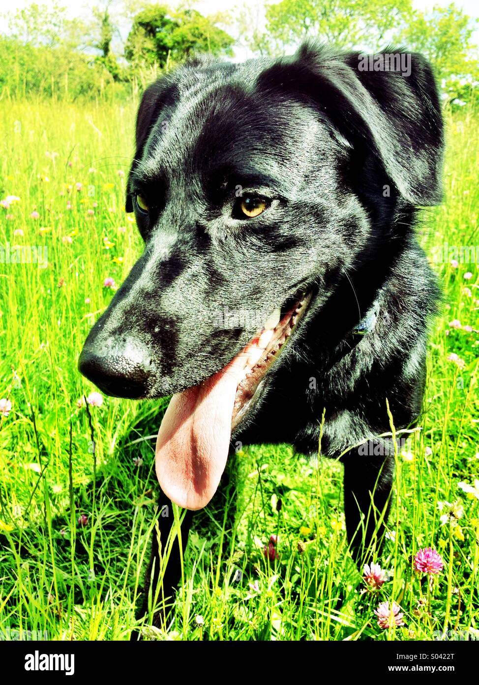 Haletant de chien - Image de stock capturée avec un smartphone