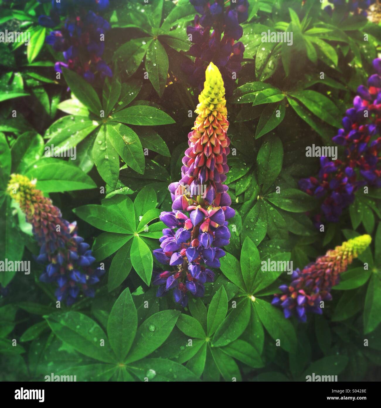 Lupin bleu ou le lupin (Lupinus) fleurs en fleurs au printemps Banque D'Images