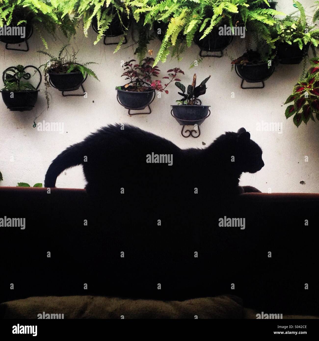 Un chat noir repose sur le dessus d'un canapé dans une maison à Colonia Roma, Mexico, Mexique Banque D'Images