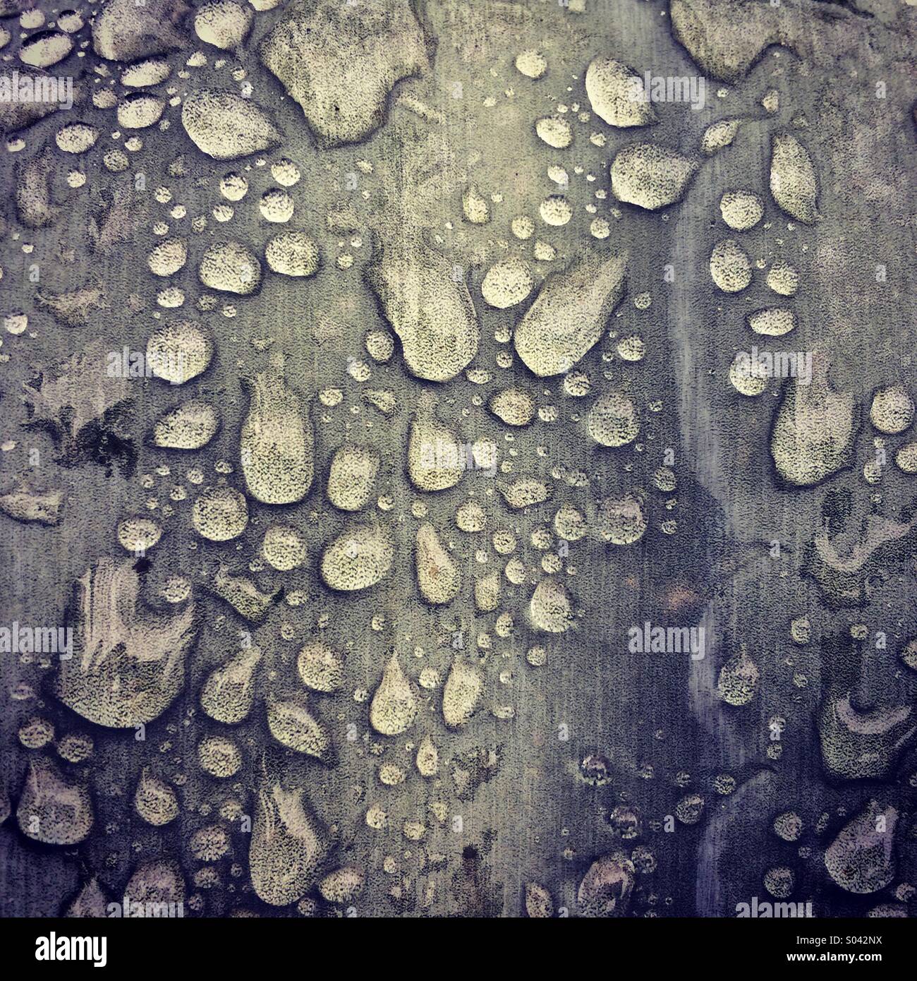 Gouttes de pluie sur feuille d'agave, Réserve Chaparri, Pérou Banque D'Images